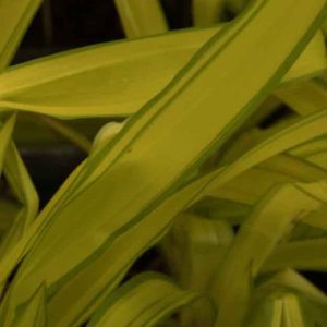 Carex siderosticha Banana Boat 1lt