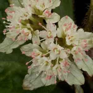 Chrysosplenium macrophyllum