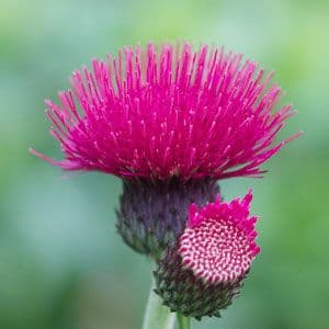 Cirsium rivulare 'Atropurpureum'