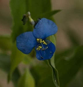 Commelina tuberosa 2lt