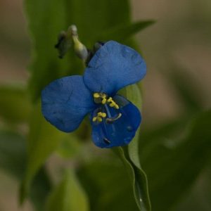Commelina tuberosa 2lt