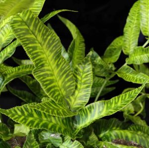 Coniogramme emeiensis 1lt