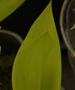 Convullaria majus Golden Jubilee 2lt