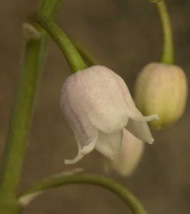 Convullaria majus rosea 2lt