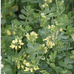 Coronilla valentina ssp glauca 'Citrina' 3lt