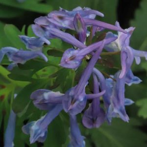 Corydalis flexosa Spinners 2lt