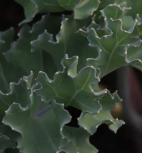 Crambe maritima 3lt