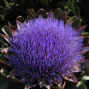 Cynara cardunculus 3lt