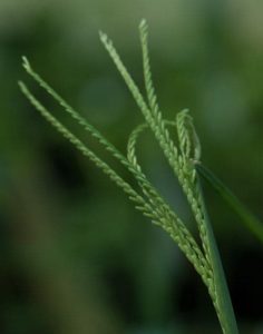 Cynodon atheopicus 3lt