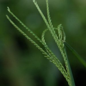 Cynodon atheopicus 3lt