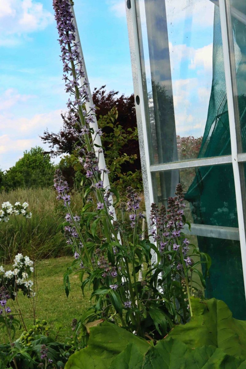 Delphinium requienii 2lt - Image 2
