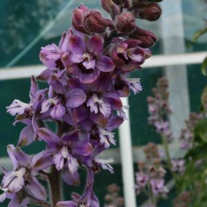 Delphinium requienii 2lt