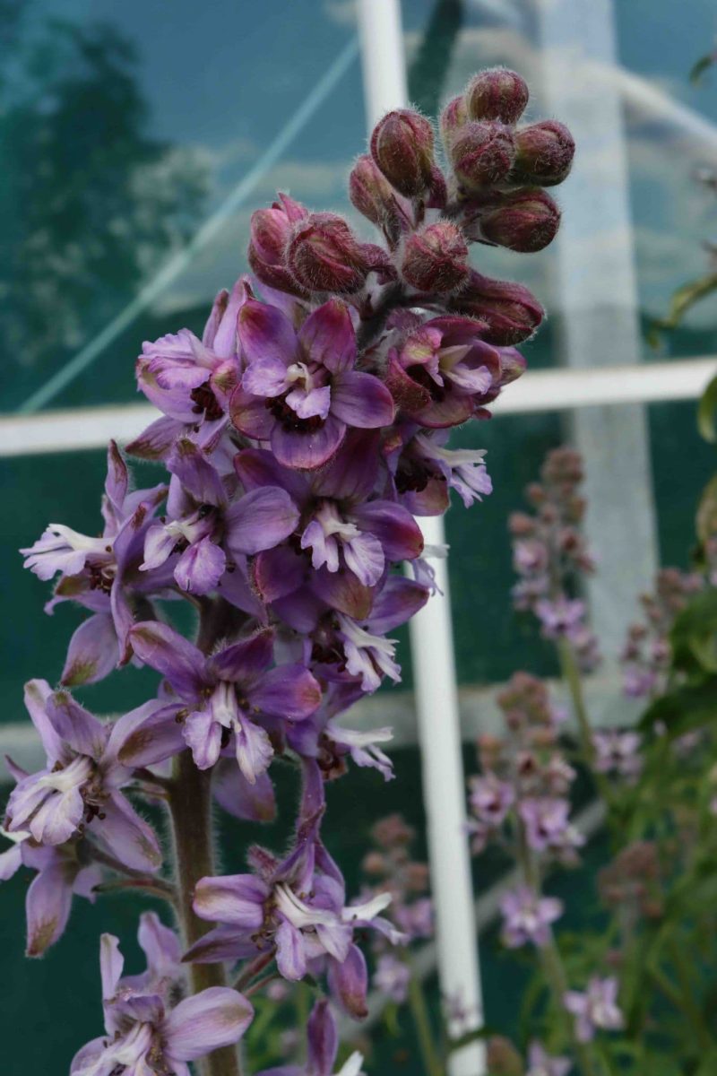 Delphinium requienii 2lt
