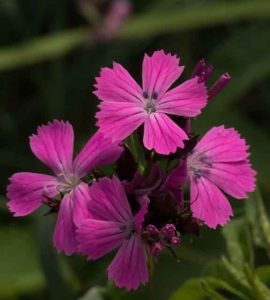 Dianthus carthusianorum 2lt