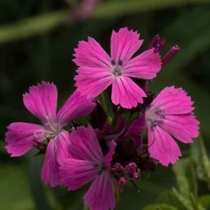 Dianthus carthusianorum 2lt