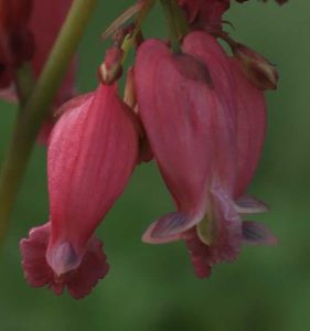 Dicentra luxuriant 2lt
