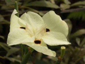 Dieties bicolor 3lt
