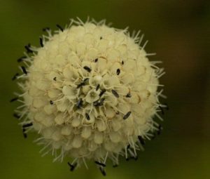 Dipsacus asper ex Guangzhou 3lt
