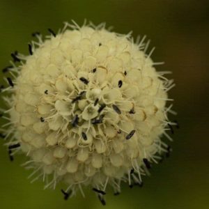 Dipsacus asper ex Guangzhou 3lt