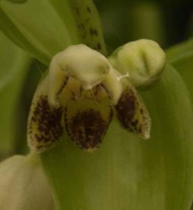 Disporopsis undulata 2lt