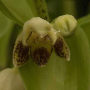 Disporopsis undulata 2lt