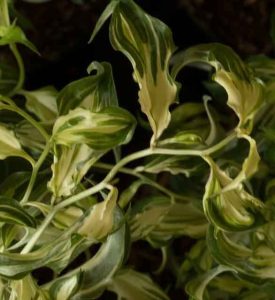 Disporum cantoniense Moonlight 2lt