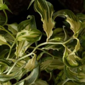 Disporum cantoniense Moonlight 2lt