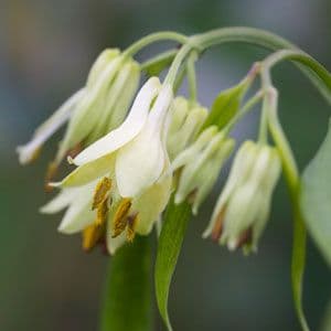 Disporum longistylum
