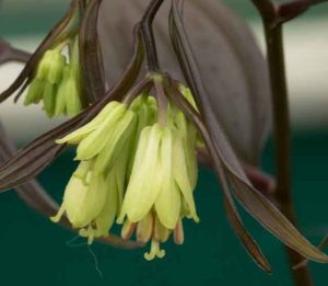 Disporum longistylum Night Heron 3lt