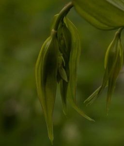 Disporum trabeculatum 3lt