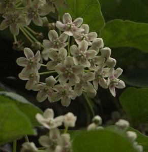 Dregia sinensis 3lt