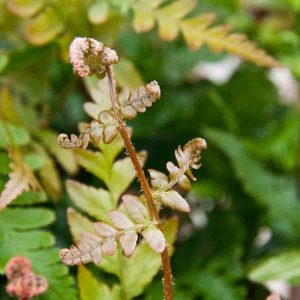 Dryopteris erythrosora prolifica 1lt
