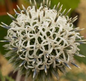 Echinops phaerocephalus Artic Glow 3lt