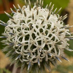 Echinops phaerocephalus Artic Glow 3lt