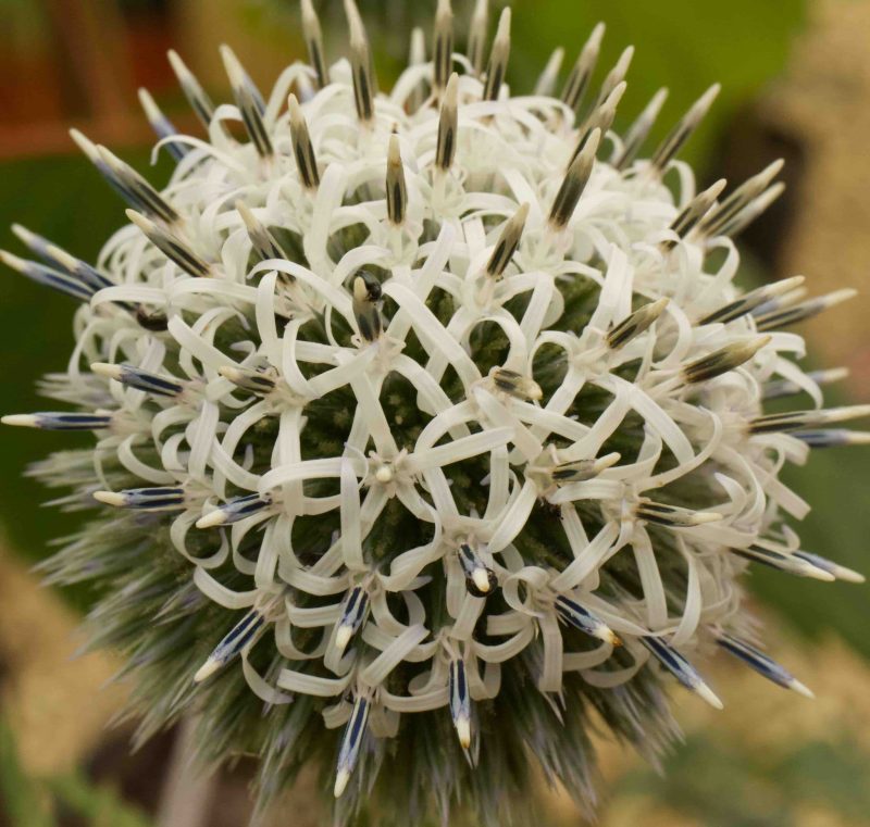 Echinops phaerocephalus Artic Glow 3lt