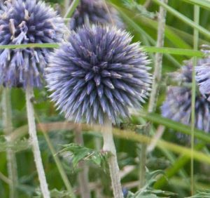 Echinops  Veitch's Blue 2lt