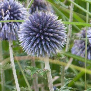 Echinops  Veitch's Blue 2lt