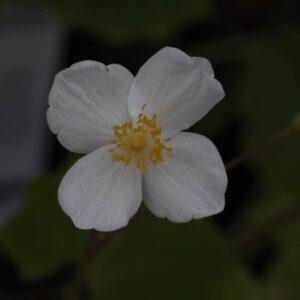 Eomecon chioanthus