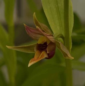 Epipactis gigantea 2lt