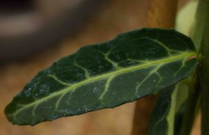 Euonymus fortunei Woolong Ghost 2lt