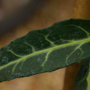 Euonymus fortunei Woolong Ghost 2lt