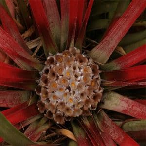 Fascicularia bicolour 3lt