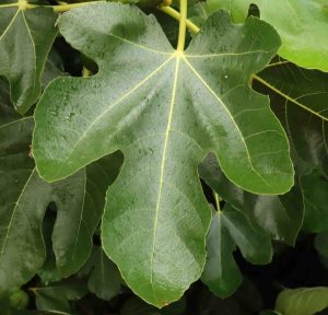 Ficus Brown Turkey 3lt
