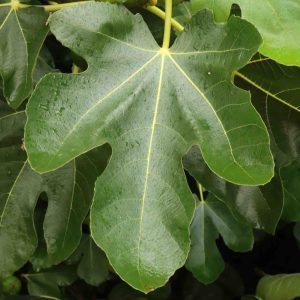 Ficus Brown Turkey 3lt