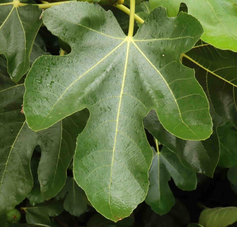 Ficus Brown Turkey 3lt