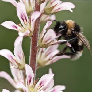 Francoa sonchifolia 'Rogersons form'