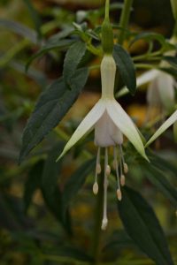 Fuchsia Hawkshead 1.5lt