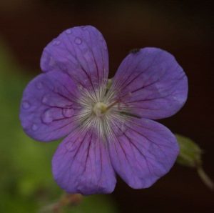 Geranium Johnsons Blue 1.5lt
