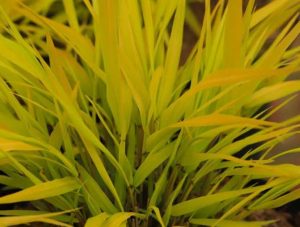 Hakonechloa macra Sunflare 3Lt