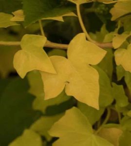 Hedera helix Buttercup 3lt